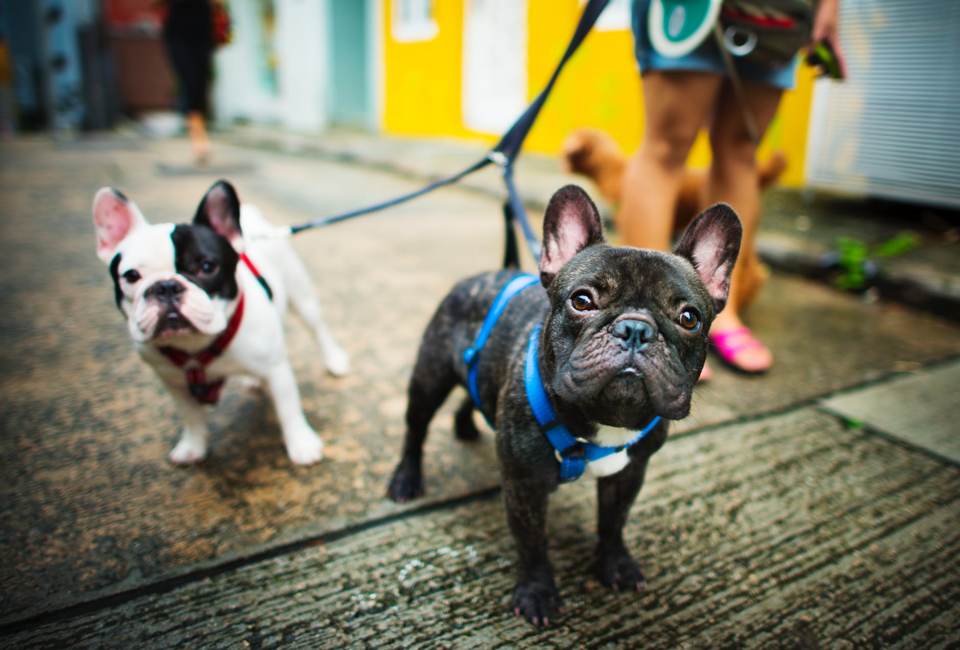 metro detroit pet store