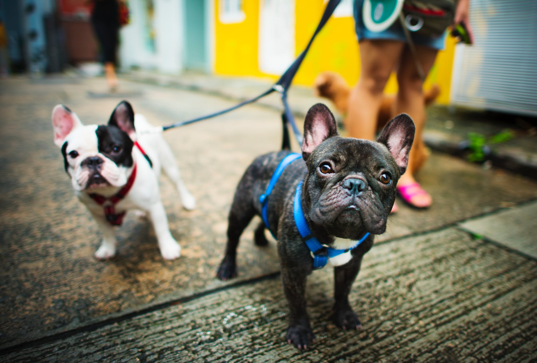 metro detroit pet store